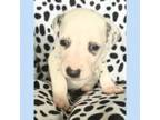 Dalmatian Puppy for sale in Shell Knob, MO, USA