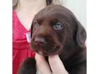 Labrador Retriever Puppy for sale in Seneca Falls, NY, USA