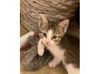 Adele, Domestic Shorthair For Adoption In Green Valley, Arizona