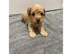 Mutt Puppy for sale in Ocilla, GA, USA