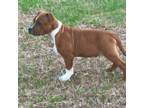 Staffordshire Bull Terrier Puppy for sale in Tyrone, GA, USA