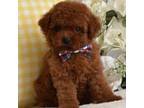 Poodle (Toy) Puppy for sale in Rancho Cucamonga, CA, USA