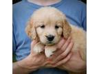 Golden Retriever Puppy for sale in Rocky Mount, VA, USA