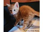 Spice, Domestic Shorthair For Adoption In Oak Ridge, Tennessee