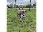 Tank, American Staffordshire Terrier For Adoption In Edmonton, Alberta