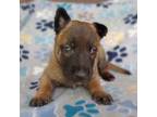 Mutt Puppy for sale in Corning, CA, USA