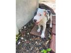 Dozer, American Pit Bull Terrier For Adoption In Derwood, Maryland