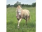 Chase, Quarterhorse For Adoption In Lafayette, Louisiana