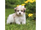 Maltipoo Puppy for sale in Fresno, OH, USA
