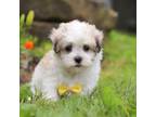 Maltipoo Puppy for sale in Fresno, OH, USA