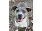 Zelda, American Pit Bull Terrier For Adoption In Walterboro, South Carolina