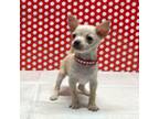 Chihuahua Puppy for sale in Austin, TX, USA