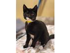 Paige, Domestic Shorthair For Adoption In Irvine, California