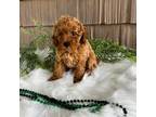 Poodle (Toy) Puppy for sale in Odon, IN, USA