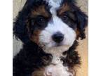 Mutt Puppy for sale in Raynham, MA, USA