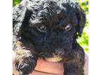 Portuguese Water Dog Puppy for sale in Bayfield, WI, USA