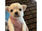 Chihuahua Puppy for sale in New Haven, MO, USA