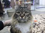 Bubba Domestic Longhair Adult Male