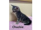 Chuckie, Domestic Mediumhair For Adoption In Mountain View, Arkansas