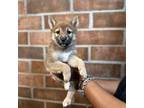 Shiba Inu Puppy for sale in Rocky Hill, CT, USA