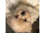 Shih Tzu Puppy for sale in Garland, TX, USA