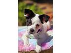 Pita, Terrier (unknown Type, Small) For Adoption In Escondido, California