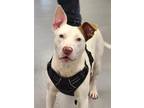Fergie, American Pit Bull Terrier For Adoption In Greenwood, South Carolina