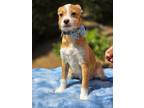 Luke, Terrier (unknown Type, Small) For Adoption In Escondido, California