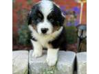 Australian Shepherd Puppy for sale in Dothan, AL, USA