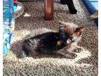 Jacobean Domestic Longhair Kitten Male