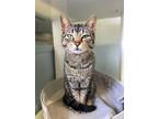 Willow, Domestic Shorthair For Adoption In Stanton, Michigan
