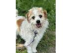 Gladys, Terrier (unknown Type, Medium) For Adoption In Stanton, Michigan