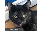 Ruepaul (rue), Domestic Shorthair For Adoption In Toronto, Ontario