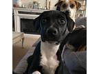 Doc, Terrier (unknown Type, Medium) For Adoption In Tuckerton, New Jersey