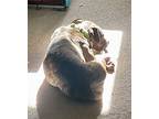 Kita, American Pit Bull Terrier For Adoption In Rockville, Maryland