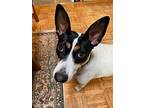 courtesy Post-is Not At Catkins** Gypsy Rose, Rat Terrier For Adoption In Park