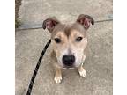 Lambo, American Staffordshire Terrier For Adoption In Raleigh, North Carolina