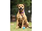 Eddie, American Staffordshire Terrier For Adoption In Raleigh, North Carolina