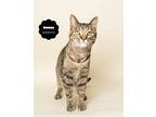 Rowan (playful And Sweet), Domestic Shorthair For Adoption In Wyandotte