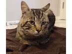 Jake, Tabby For Adoption In Howell, Michigan