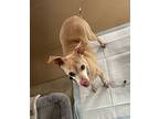 Howie, Rat Terrier For Adoption In Chewelah, Washington