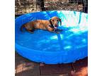 Murphy Wallace, Dachshund For Adoption In Humble, Texas