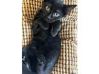 Lizzy, Domestic Shorthair For Adoption In New York, New York
