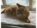 Billy, Domestic Shorthair For Adoption In New York, New York