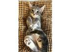 Darcy, Domestic Shorthair For Adoption In New York, New York