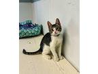 Kitten 25579 (baby Bubba), Domestic Shorthair For Adoption In Parlier