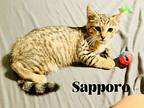 Sapporo, Domestic Shorthair For Adoption In Orlando, Florida