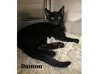 Damon, Domestic Shorthair For Adoption In Orlando, Florida