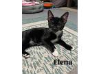 Elena, Domestic Shorthair For Adoption In Orlando, Florida