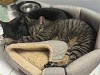 Jersey Girl, American Shorthair For Adoption In Spring Lake, New Jersey